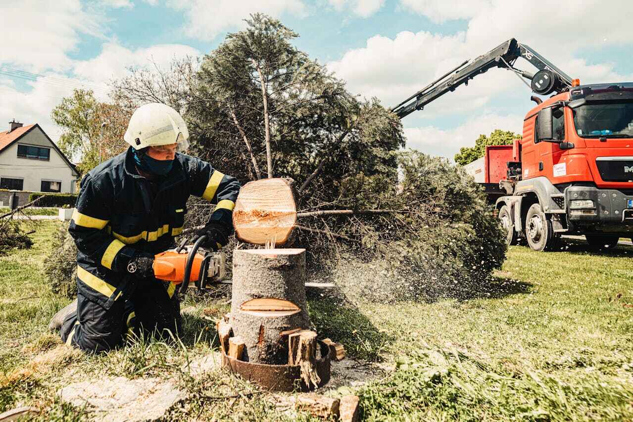 Best Large Tree Removal  in Cherry Hills Village, CO